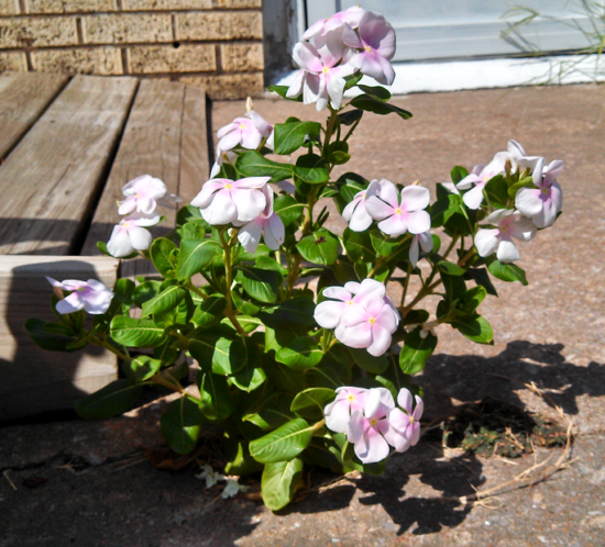 Flowering plant with pink petals growing through a crack in the sidewalk