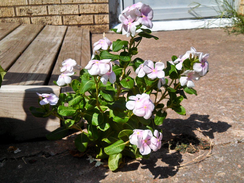 Flowering plant with pink petals growing through a crack in the sidewalk