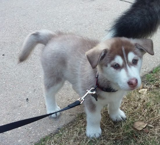 Adorable tiny puppy on a walking leash looking into the camera