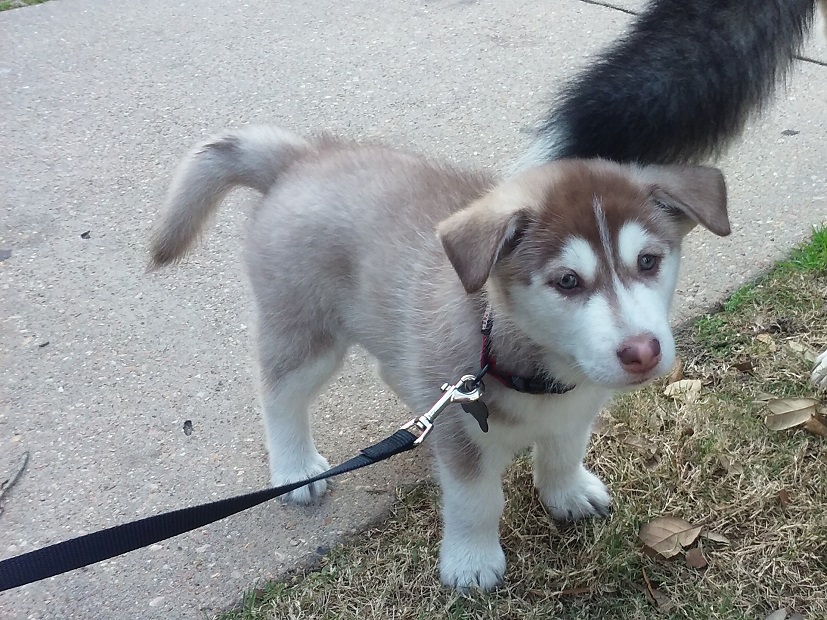 Adorable tiny puppy on a walking leash looking into the camera